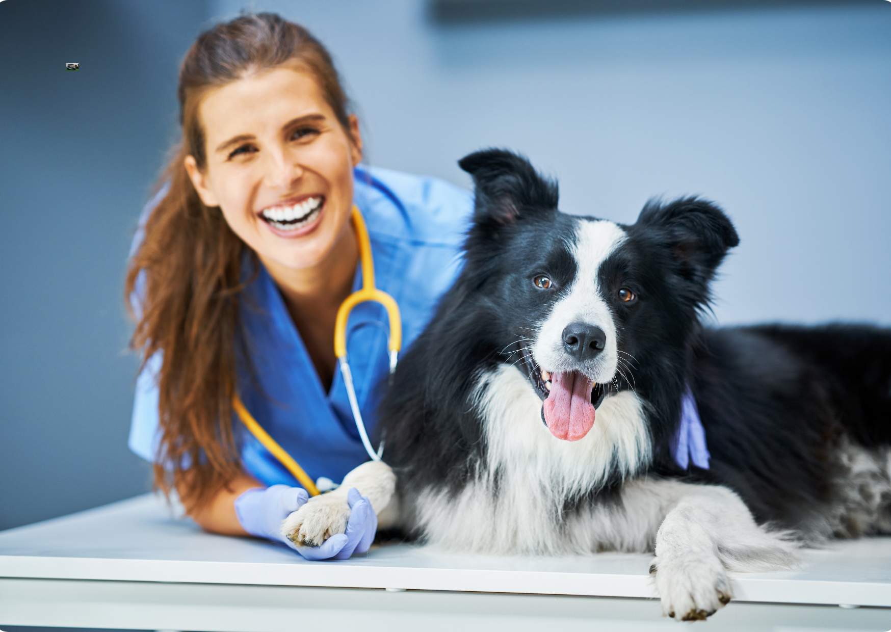 Working as a Veterinary Assistant