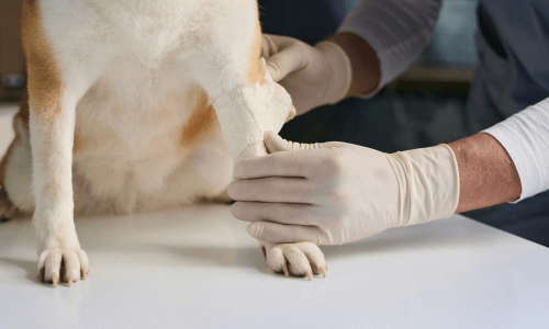 Animal First Aid Training Course