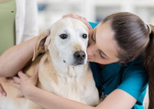 Animal Care