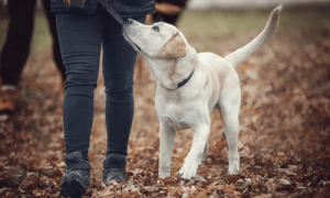 Basics of Dog Training