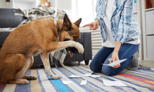 Dog Behavior