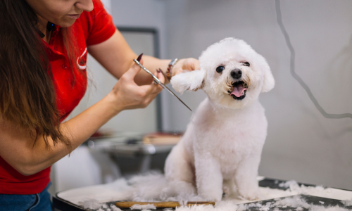 Dog Grooming Training