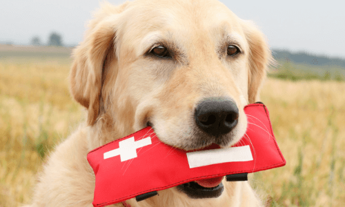 Pet First Aid