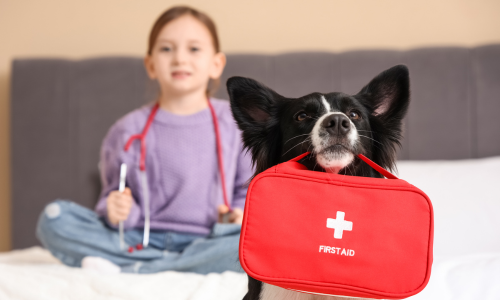 Certified Pet First Aid and CPR Online Course